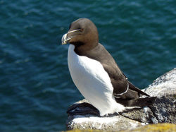 razorbill iom 020613