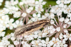 Mirificarma mulinella07 carphin 070825