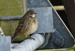 rockpipit02 cocklemillburn 041218