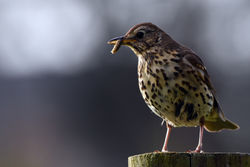 songthrush01 mortonlochs 230417