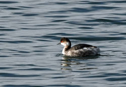 blackneckedgrebe05 elie 240219