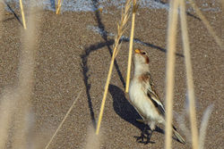 snow bunting04 tentsmuirpoint 310119