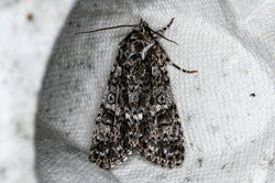 knotgrass04 fleecefaulds 050623