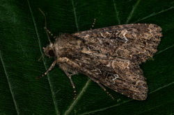 smallcloudedbrindle02 bankheadmoss 250624