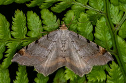 tawnybarredangle01 bankheadmoss 120624