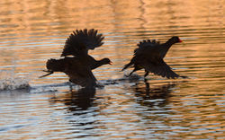 moorhen05 mortonlochs 230416