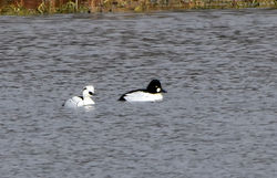 smew13 kinnordy 050317
