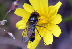 Platycheirus peltatus02 mortonlochs 270816