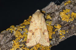 sallow03 kedlockfeus 210821
