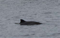 harbourporpoise02 scolpaig 200617