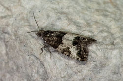 Spilonota laricana02 craigmead 240724