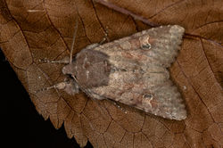 rusticshoulderknot01 kedlockfeus 020622