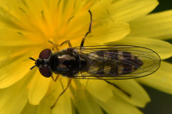 Platycheirus peltatus01 mortonlochs 240817