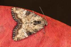 slenderbrindle01 kedlockfeus 010821