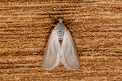 waterveneer02 kedlockfeus 070821