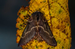 decembermoth01 kedlockfeus 061121