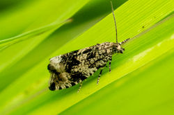 Celypha lacunana02 carphin 180625