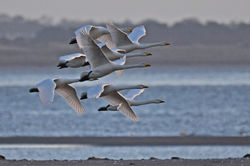 whooperswan04 tentsmuirpoint 230319