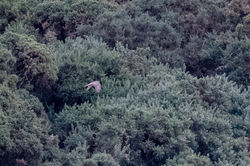 goshawk01 westerforret 161124