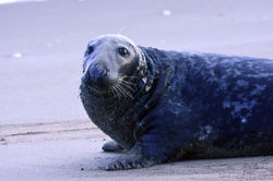 greyseal01 tentsmuirpointnnr 021217