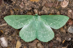 largeemerald02 kedlockfeus 220721