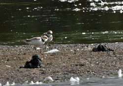 littleringedplover02 wilderness 230719