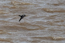 stormpetrel02 guardbridge 201023