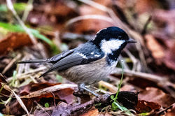 coaltit03 carphin 151225