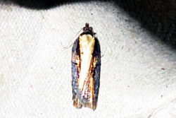 Acleris hastiana01 nethybridge 010526