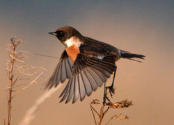 stonechat2 westsands 111213