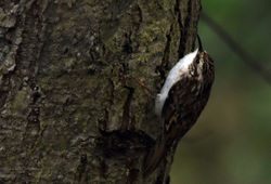 treecreeper01 mortonlochs 210417