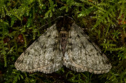 palebrindledbeauty02 magusmuir 150224