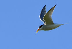 littletern02 paible 190617