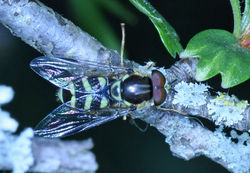 Dasysyrphus albostriatus01 mortonlochs 0