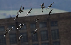 blacktailedgodwit01b guardbridge 120217