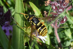 Chrystotoxum arcuatum02 kinshaldy 060816