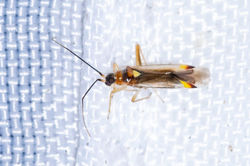 Campyloneura virgula01 kedlockfeus 080921