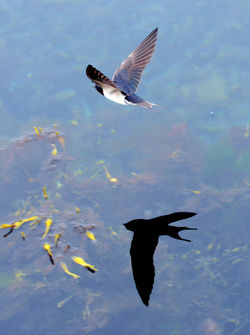 swallow4 isleofmay 220715