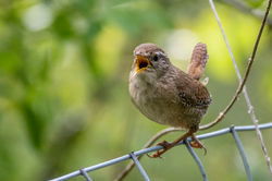 wren03 elmwoodgolfcourse 180522
