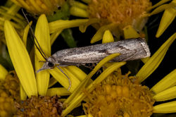 Agriphila geniculea02 tentsmuirpoint 100823
