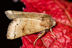 lunarunderwing01 cambogardens 160925