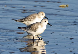sanderling07 dumbarnielinks 191117