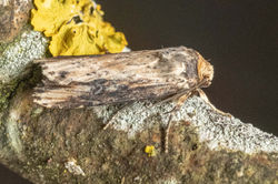 flame01 kedlockfeus 120721