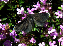 chimneysweeper forestfieldloch 110709