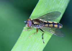 Platycheirus scambus04 kilmany 090620