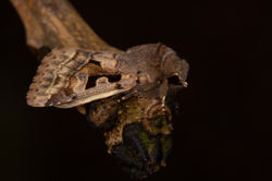 hebrewcharacter01 kedlockfeus 090321