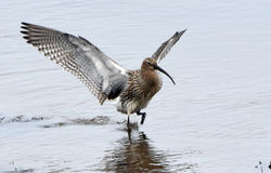 curlew06 guardbridge 180417