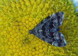 Anthophila fabriciana03 mortonlochs 1806