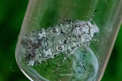 portlandmoth02 tentsmuirpoint 100823