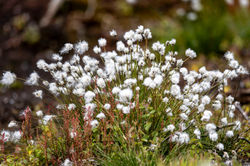 harestailcottongrass01 bankheadmoss 100624